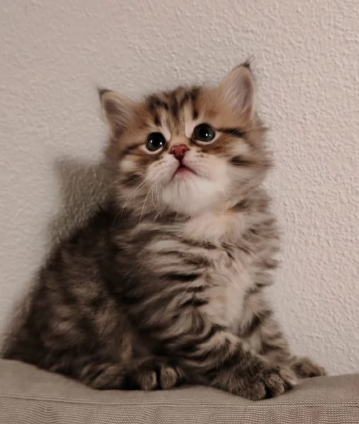 gattini siberiani cercano casa | Foto 0