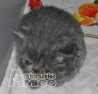 Gattini Persiani In Vendita A Palermo Superficie Di Vendita Toscana