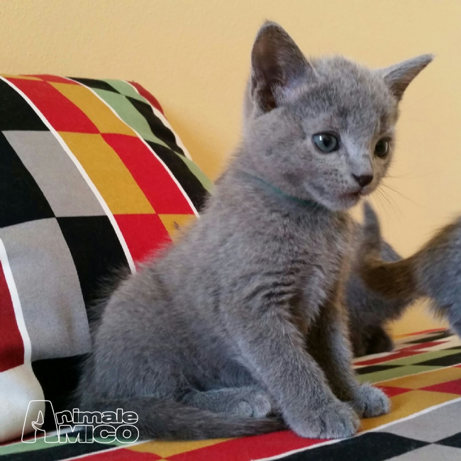 Gatti Blu Di Russia Vendita