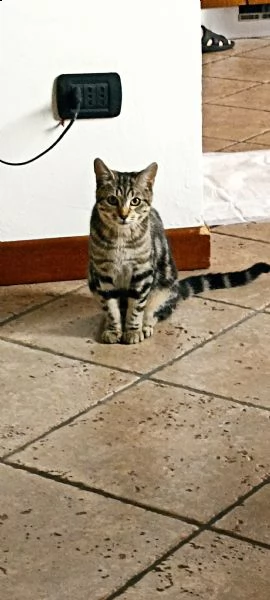 regalo gattina di sei mesi tigrata