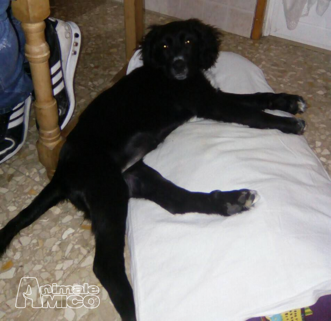Regalo Cucciolo Da Volontario A Rm Cucciola Incrocio Cocker 8 Mesi