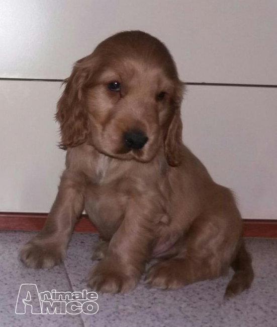 Vendita Cucciolo Cocker Spaniel Inglese Da Negoziante A Milano