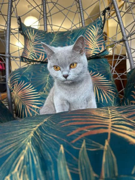 Vendita cuccioli british  | Foto 0