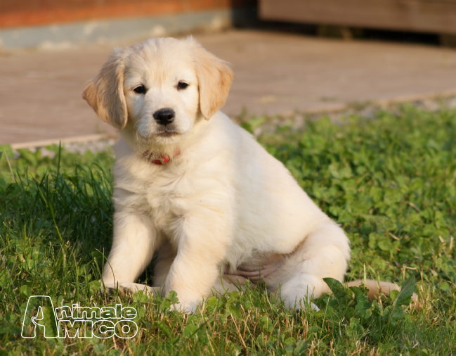 Cuccioli Golden Retriever 1 Mese