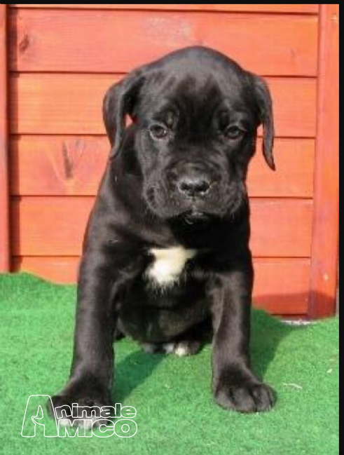 Vendita Cucciolo Cane Corso Da Privato A Novara Bellissimi Cuccioli