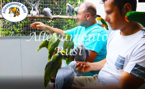 pappagallo cenerino timneh coda viola | Foto 1