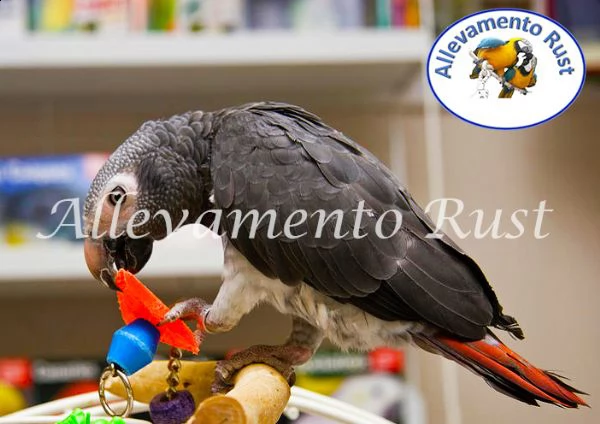 pappagallo cenerino timneh coda viola | Foto 0