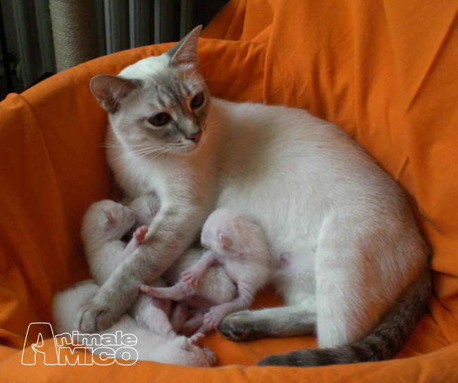 Vendita Cucciolo Thai Da Privato A Brescia Gattini Thai Siamese Tradizionale
