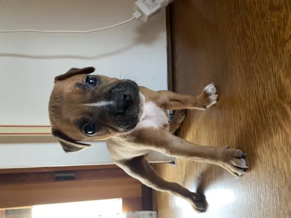 cuccioli pitbull 