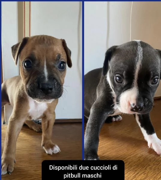 cuccioli pitbull  | Foto 2