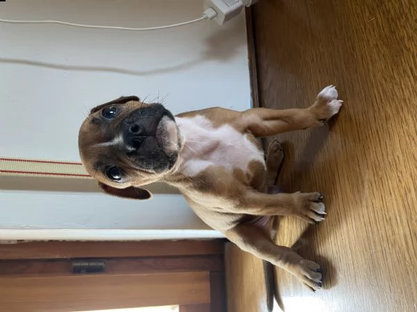 cuccioli pitbull  | Foto 1