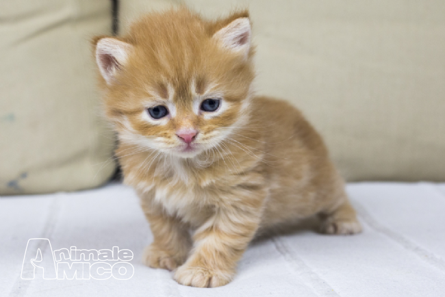 Foto di cuccioli di gatto 92 Foto di cuccioli di gatto 34