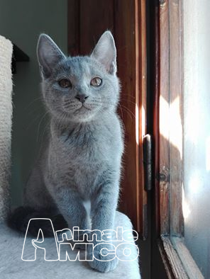 Vendita Cucciolo Certosino Da Privato A Arezzo Cuccioli Gatti Certosini