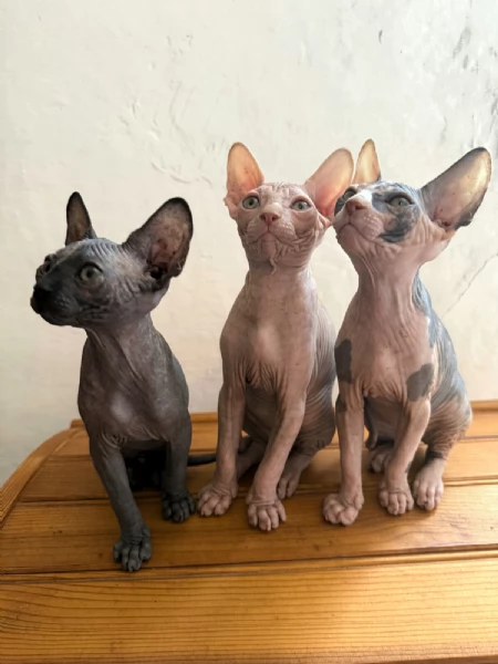 Sphinx  | Foto 4