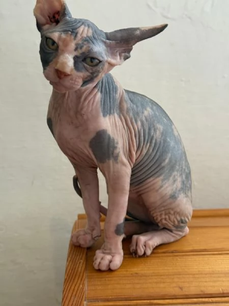 Sphinx  | Foto 3