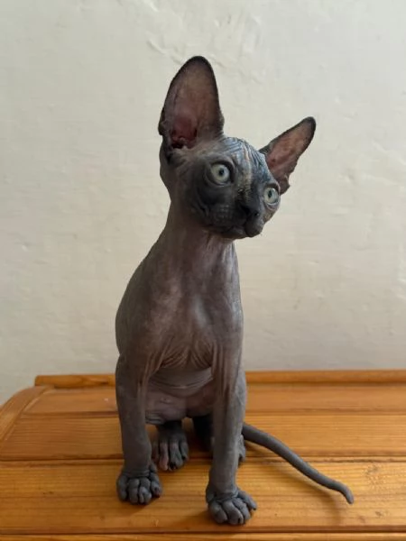 Sphinx  | Foto 1
