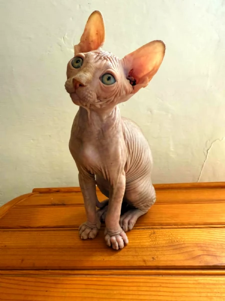 Sphinx  | Foto 0