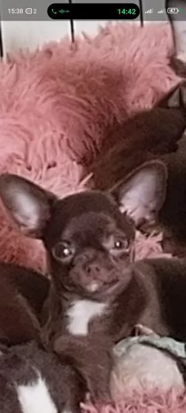 Cucciolo Chihuahua pelo corto pedigree enci