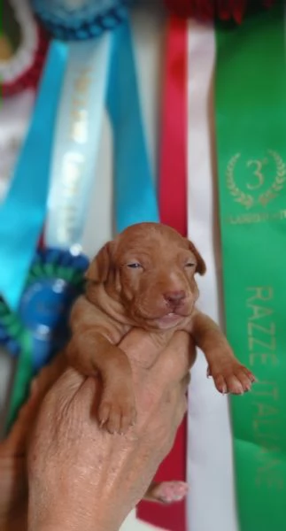Cuccioli Cirneco dellEtna da allevamento  | Foto 4