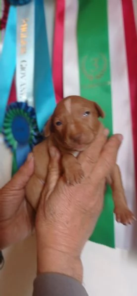 Cuccioli Cirneco dellEtna da allevamento  | Foto 3