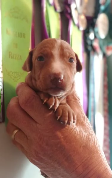 Cuccioli Cirneco dellEtna da allevamento  | Foto 2