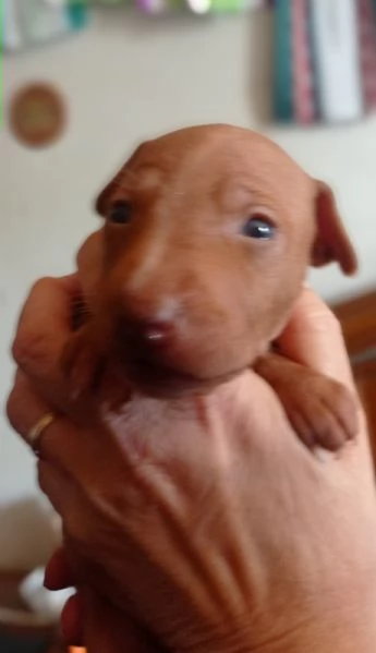 Cuccioli Cirneco dellEtna da allevamento  | Foto 0