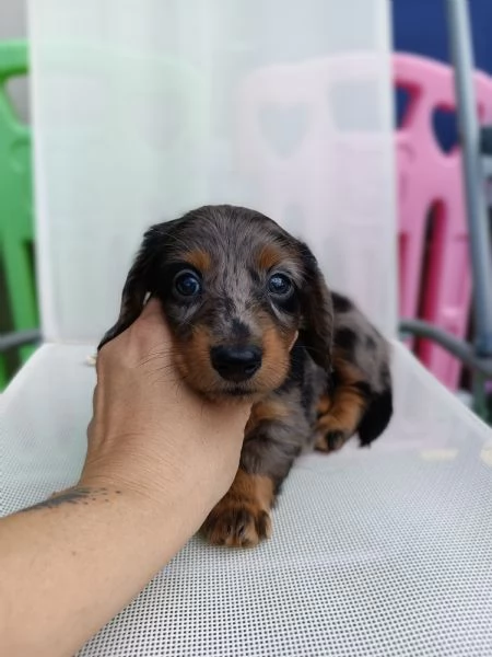 Bassotto arlecchino pelo lungo 