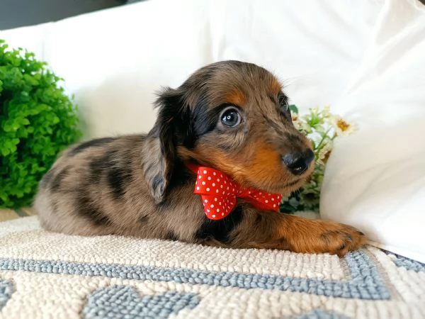 Bassotto arlecchino pelo lungo  | Foto 2