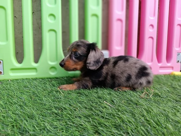 Bassotto arlecchino pelo lungo  | Foto 1