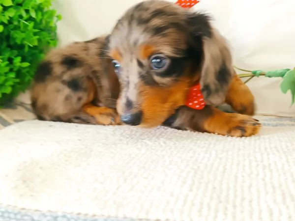 Bassotto arlecchino pelo lungo  | Foto 0