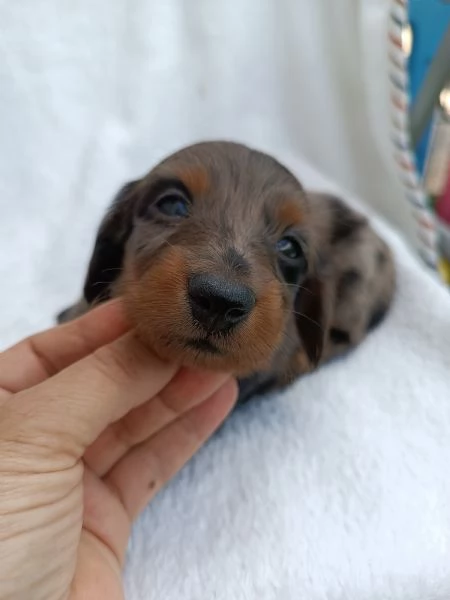 Bassotto arlecchino pelo lungo  | Foto 1