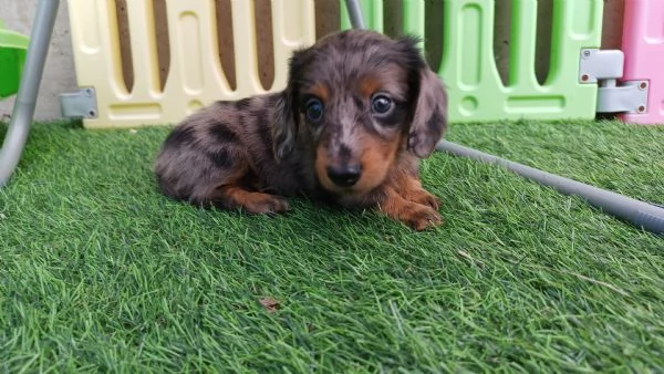 Bassotto arlecchino pelo lungo  | Foto 0