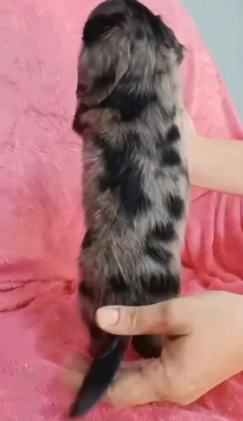 Bassotto arlecchino pelo lungo  | Foto 2