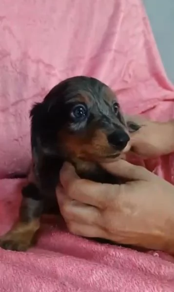 Bassotto arlecchino pelo lungo  | Foto 1