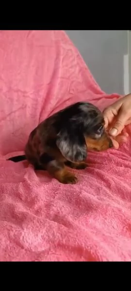 Bassotto arlecchino pelo lungo  | Foto 0