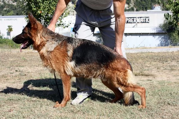 cuccioli pastore tedesco  | Foto 4