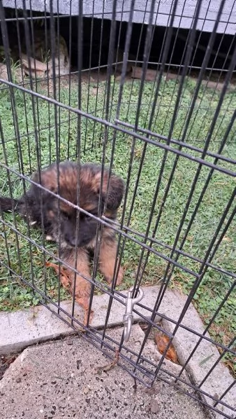 cuccioli pastore tedesco  | Foto 1