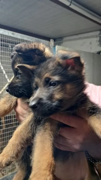 cuccioli pastore tedesco 