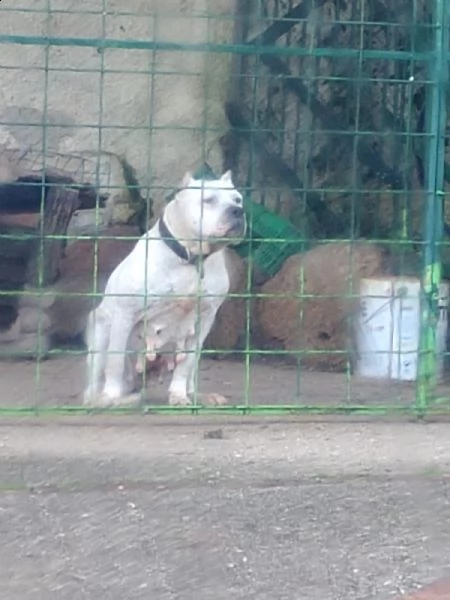 dogo luchador blanco  | Foto 6