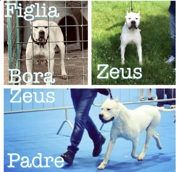 dogo luchador blanco  | Foto 5