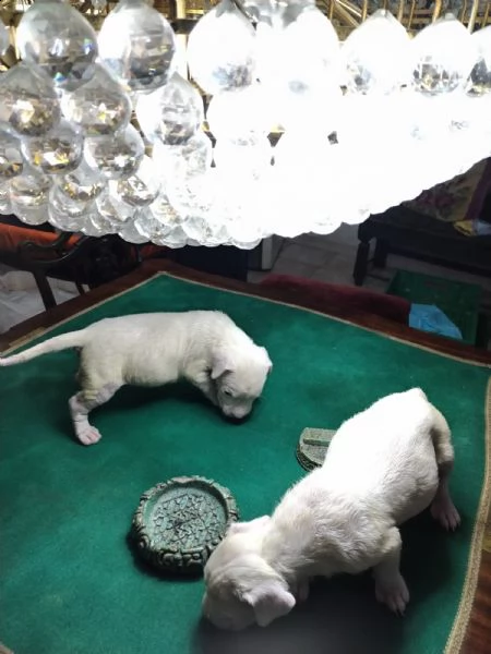 dogo luchador blanco  | Foto 3