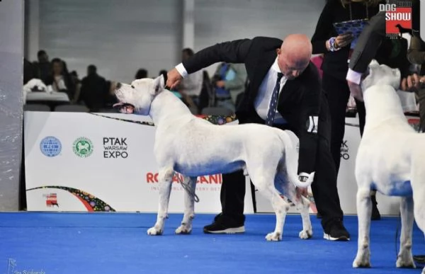 dogo luchador blanco  | Foto 2