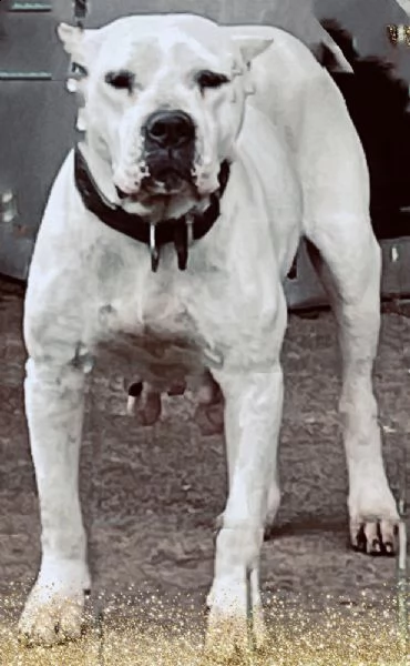 dogo luchador blanco 