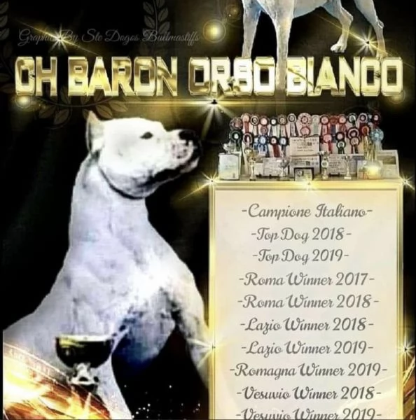 dogo luchador blanco  | Foto 0