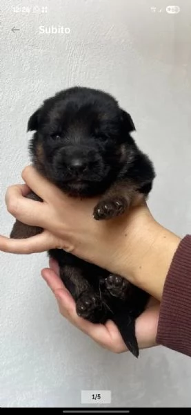 STUPENDI CUCCIOLI DI PASTORE TEDESCO 