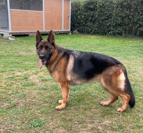 STUPENDI CUCCIOLI DI PASTORE TEDESCO  | Foto 5