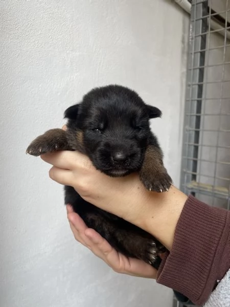 STUPENDI CUCCIOLI DI PASTORE TEDESCO  | Foto 3