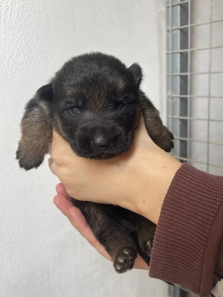 STUPENDI CUCCIOLI DI PASTORE TEDESCO  | Foto 2