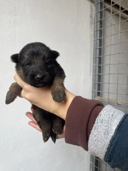 STUPENDI CUCCIOLI DI PASTORE TEDESCO  | Foto 1