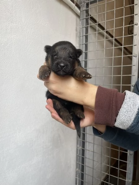 STUPENDI CUCCIOLI DI PASTORE TEDESCO  | Foto 0